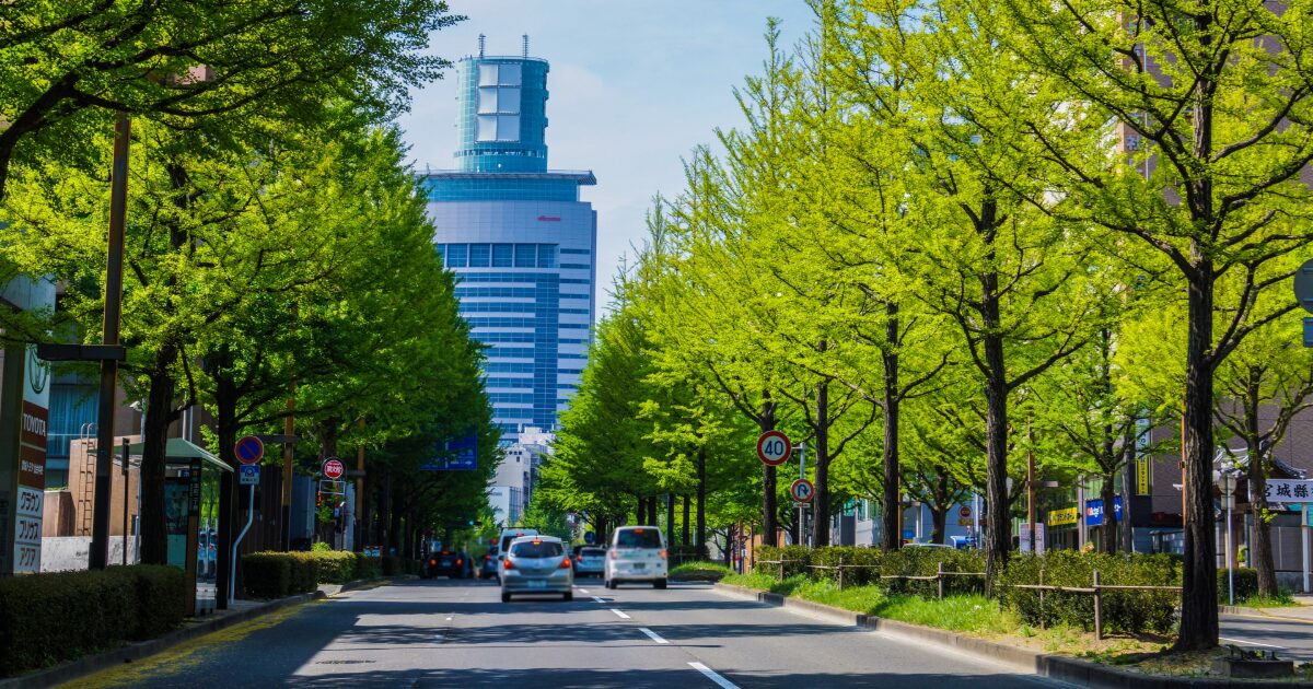 仙台市青葉区 定禅寺通りのケヤキ並木と高層ビル（仙台トラストタワー）
